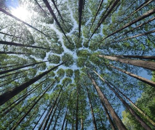 Trees